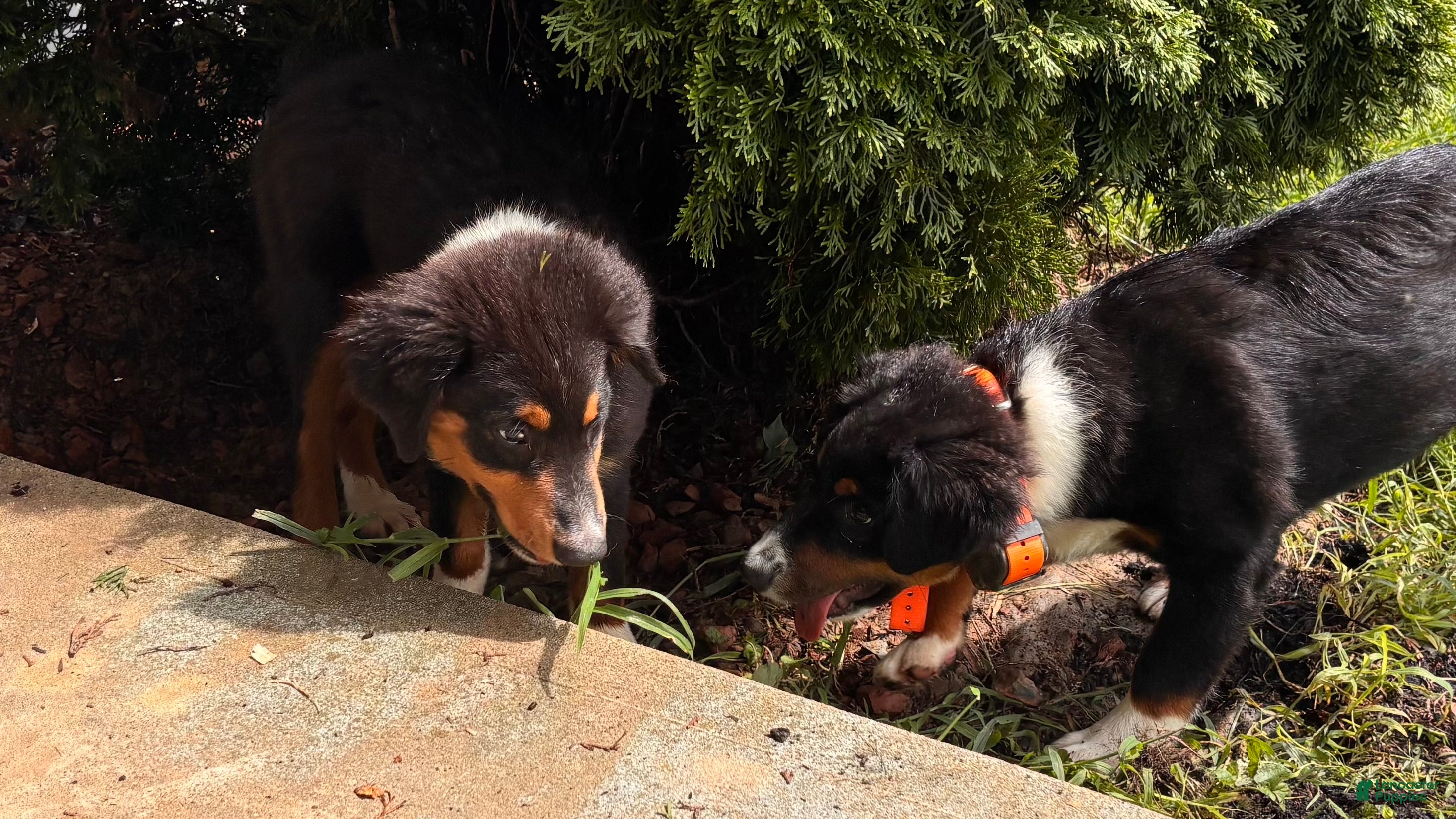 Miniature Australian Shepherd dogs #9 Sam - Ad 2