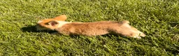 Welsh Corgi Pembroke dogs for sale: Lucy - Ad 5