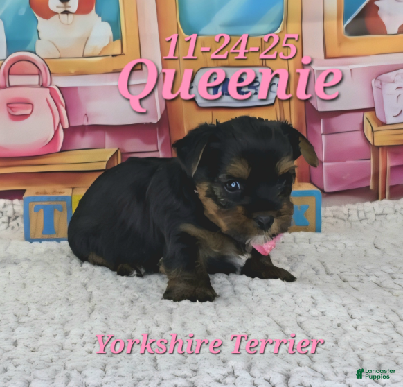 Yorkshire Terrier dogs Queenie - Ad 12