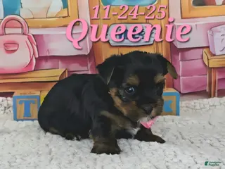 Yorkshire Terrier dogs Queenie - Ad 1