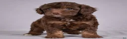 Cockapoo dogs for sale: Judy - Ad 7