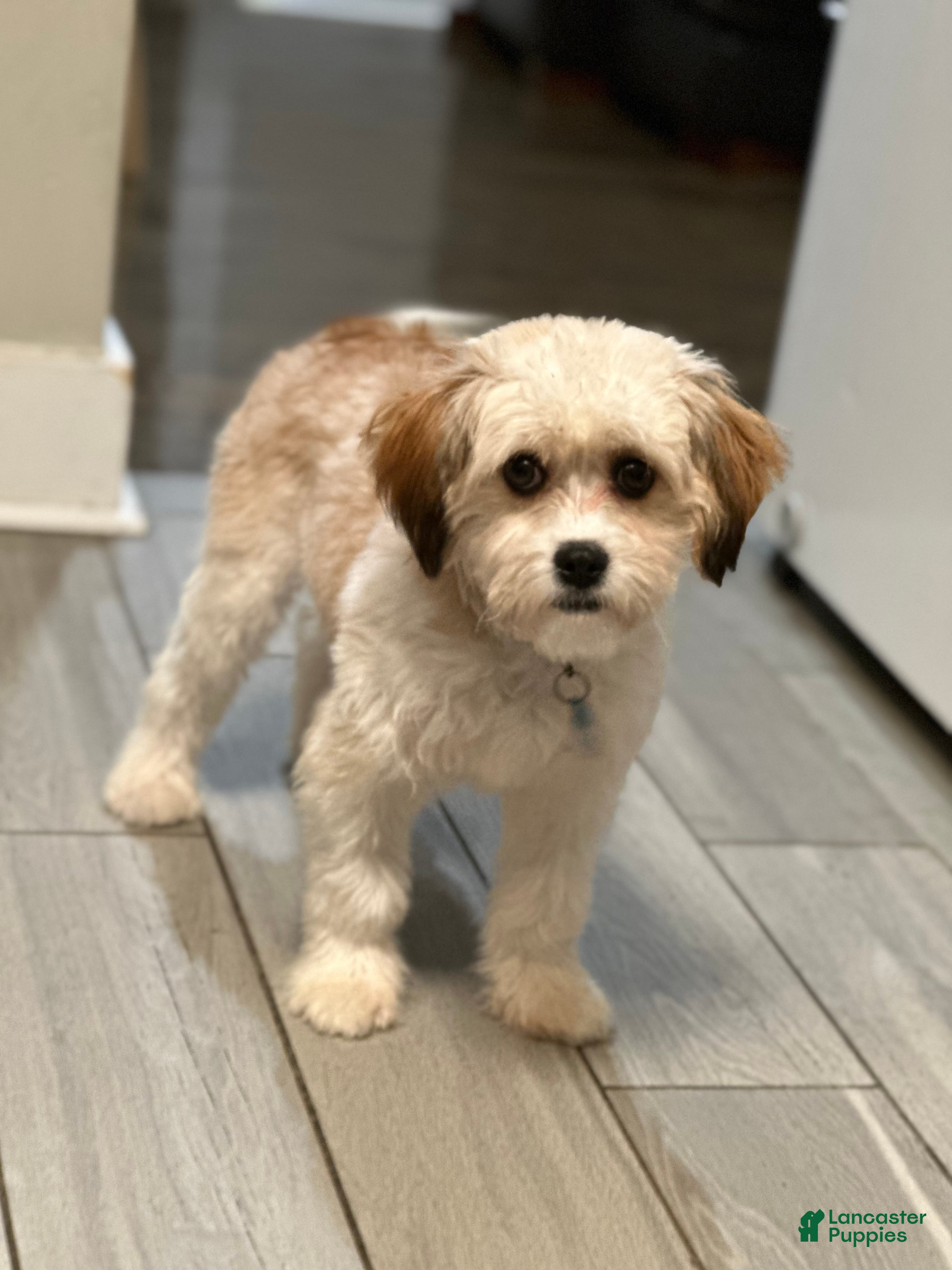Shihpoo dogs Shihpoo Puppy 2 - Ad 25