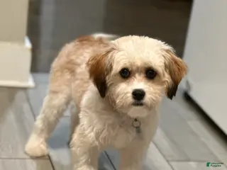 Shihpoo dogs Shihpoo Puppy 2 - Ad 25