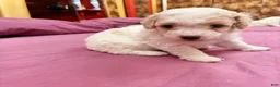 Toy Poodle dogs for sale: CHEPHREN TUT Teacup Toy Poodle  - Ad 4