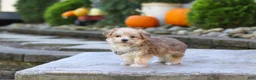 Morkie dogs for sale: Charlie - Ad 4