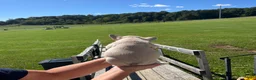 French Bulldog dogs for sale: French Bulldog 3 - Ad 4