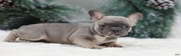 French Bulldog dogs for sale: Fern - Ad 2