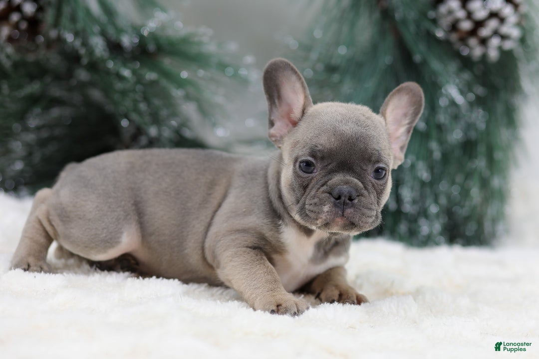 French Bulldog dogs for sale: Fern - Ad 2