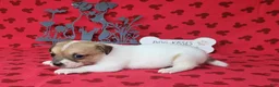 Jack Russell Terrier dogs for sale: CKC Tina Delivery Available  - Ad 4