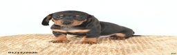 Miniature Dachshund dogs for sale: Dash - Ad 1