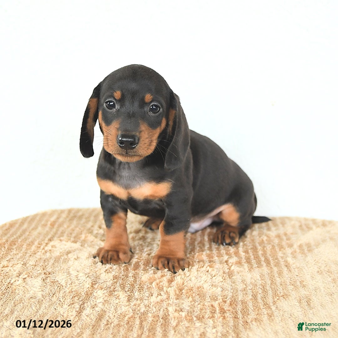 Miniature Dachshund dogs for sale: Dash - Ad 1