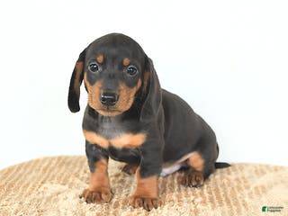 Miniature Dachshund dogs Dash - Ad 3