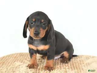 Miniature Dachshund dogs Dash - Ad 17