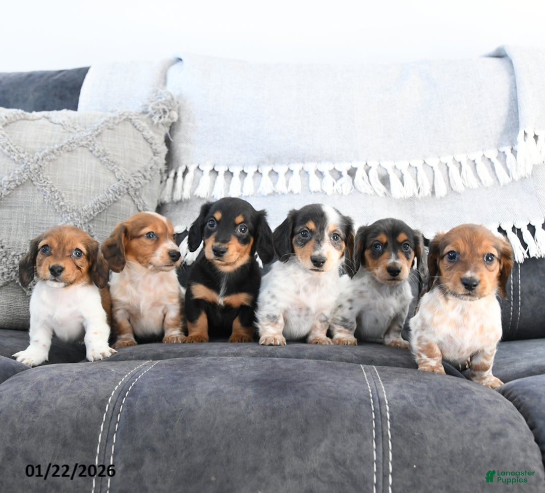 Miniature Dachshund dogs for sale: Lila  - Ad 5