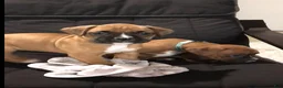 Boxer dogs for sale: Boxer Puppy 3 - Ad 5