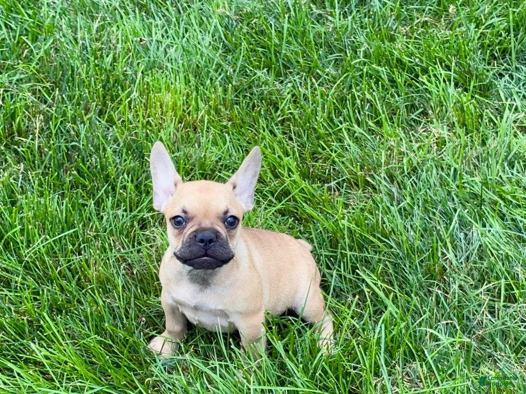 French Bulldog dogs for sale: Harris - Ad 5