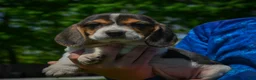 Beagle dogs for sale: Nova - Ad 10
