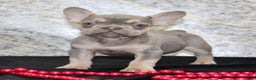 French Bulldog dogs for sale: Reba - Ad 2