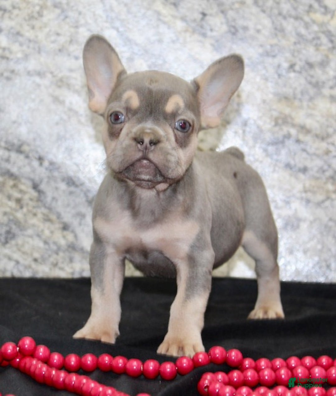 French Bulldog dogs for sale: Reba - Ad 2