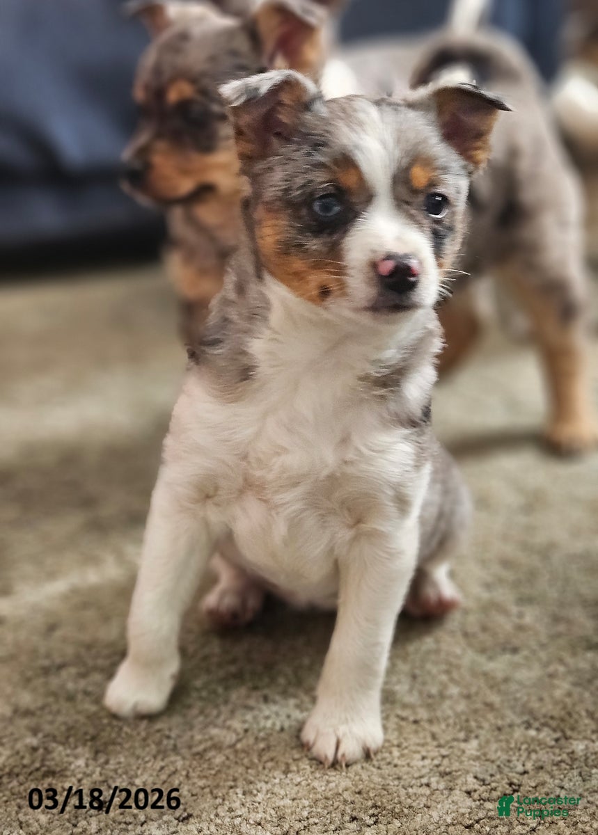 Mixed Breed dogs Trixy - Ad 1