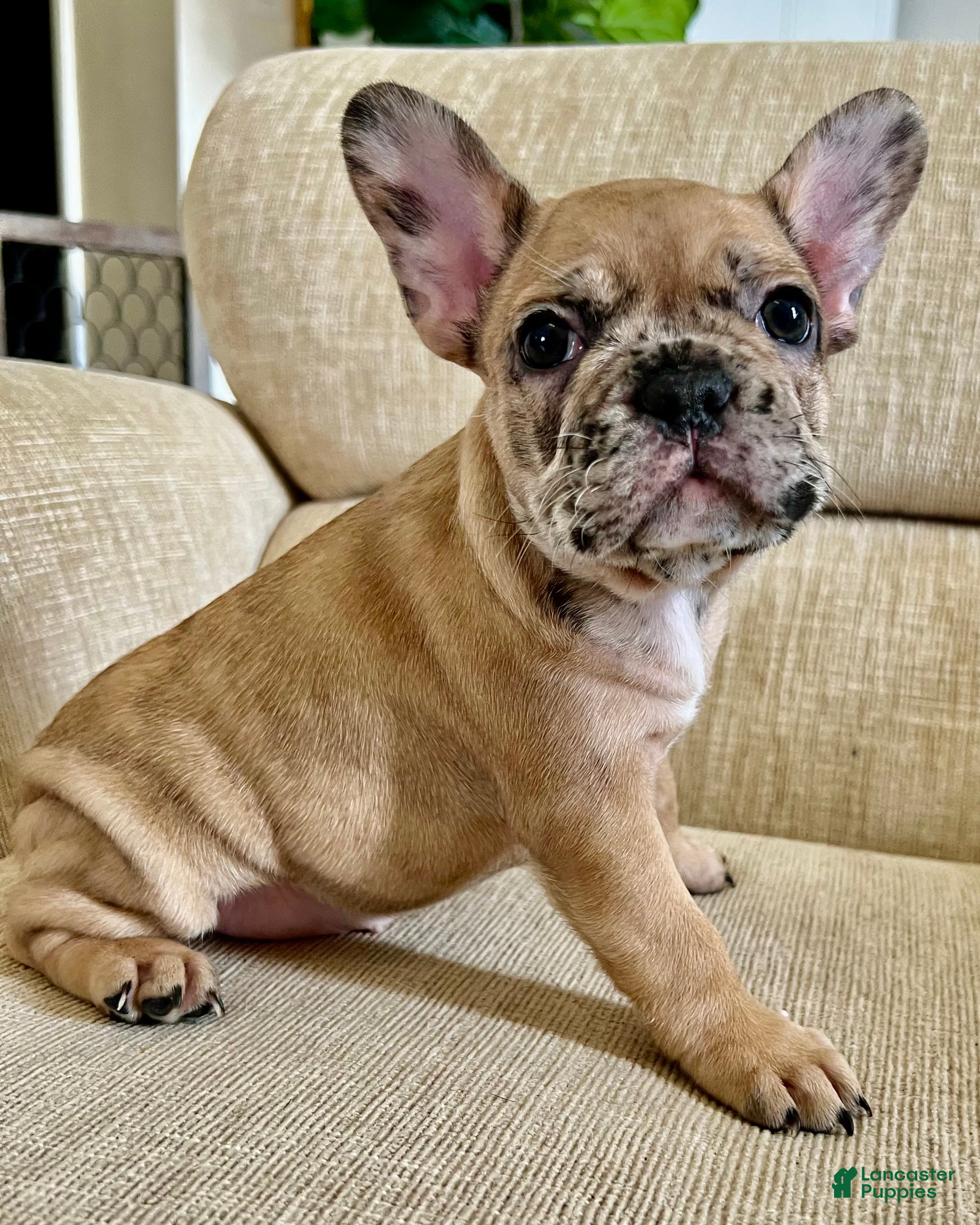 French Bulldog dogs Bliss - Ad 15