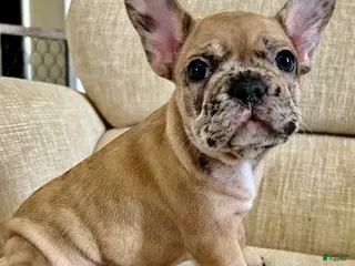 French Bulldog dogs Bliss - Ad 15
