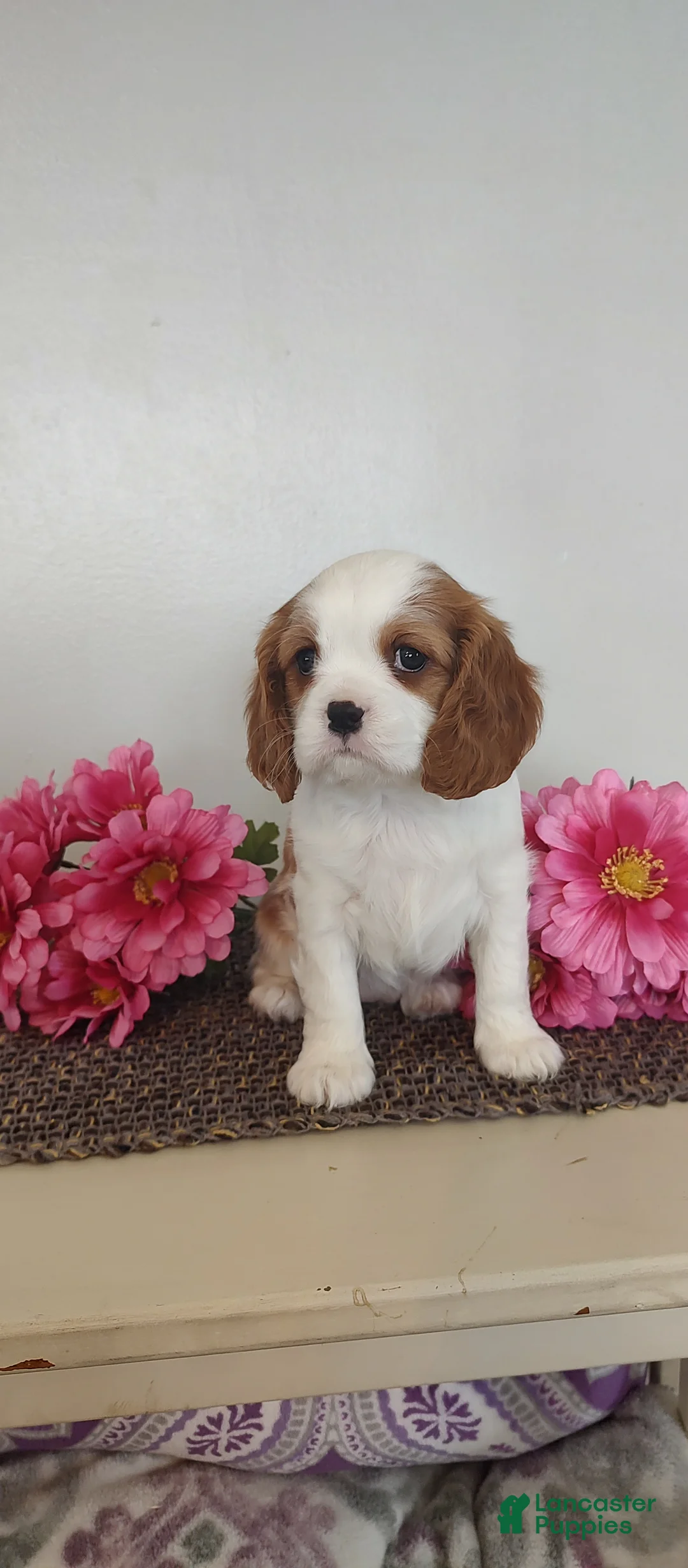 Cavalier King Charles Spaniel dogs for sale: Lilly - Ad 1