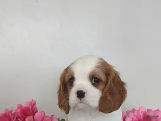 Cavalier King Charles Spaniel dogs Lilly - Ad 40