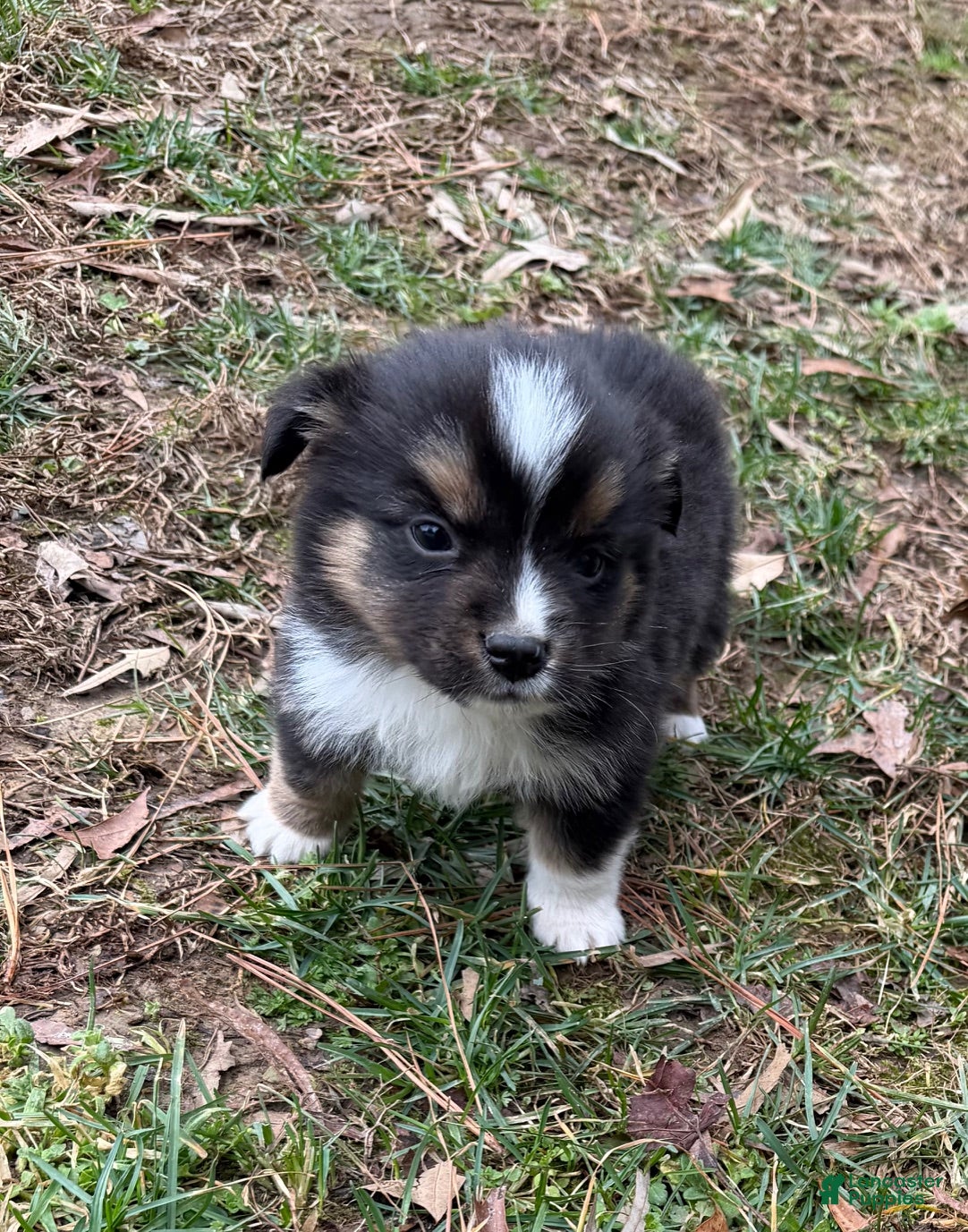 Australian Shepherd dogs Tiny Tim  - Ad 1