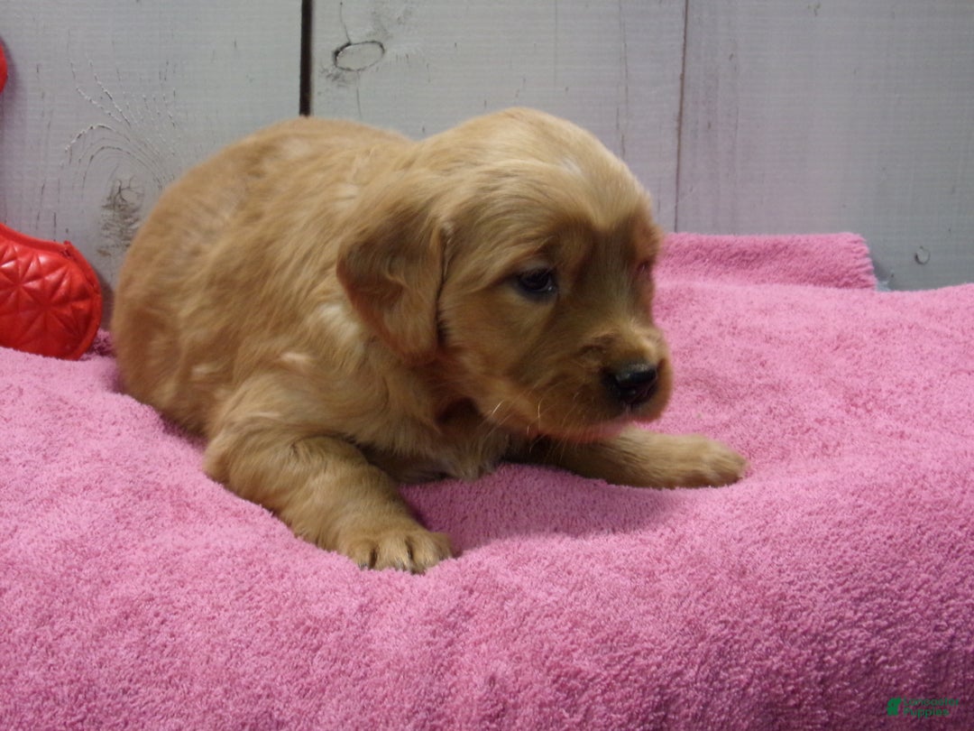 Golden Retriever dogs for sale: Pearl - Ad 4
