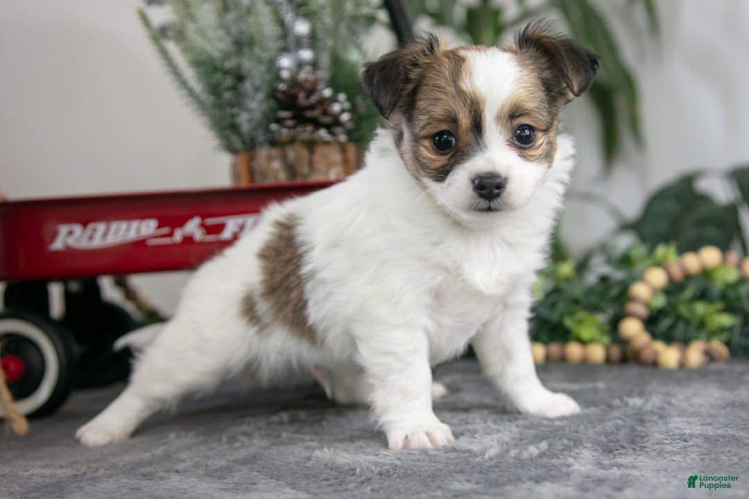 Chihuahua dogs for sale: Louie - Ad 3