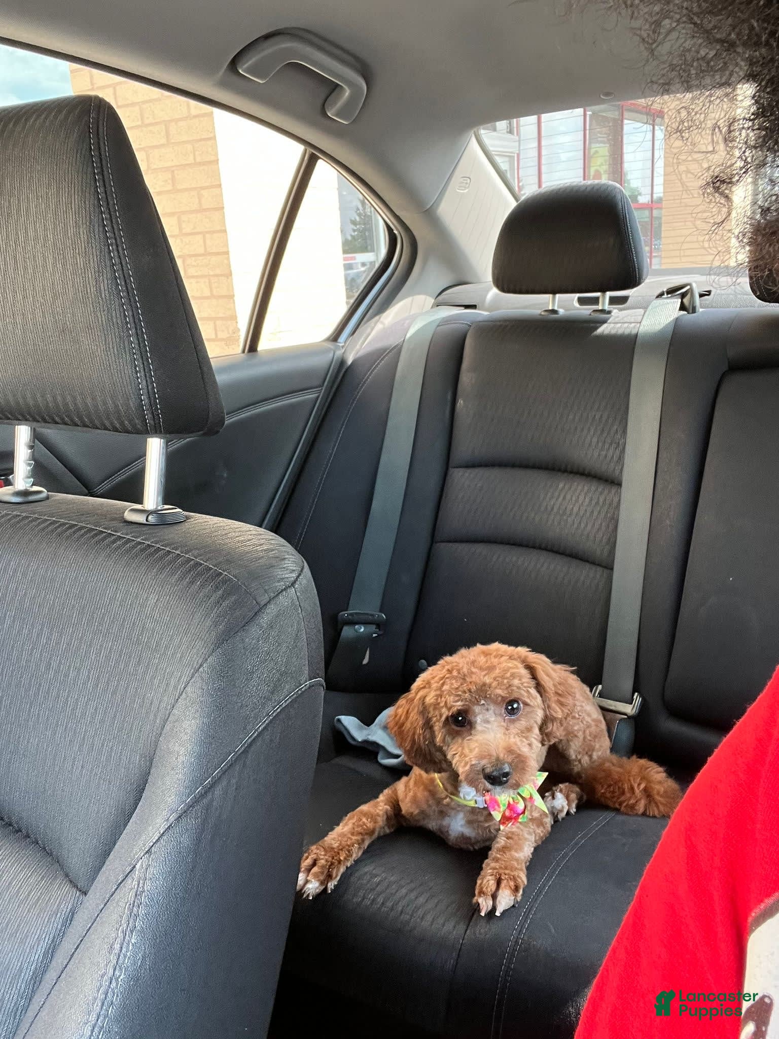 Mini Goldendoodle dogs Lola - Ad 13