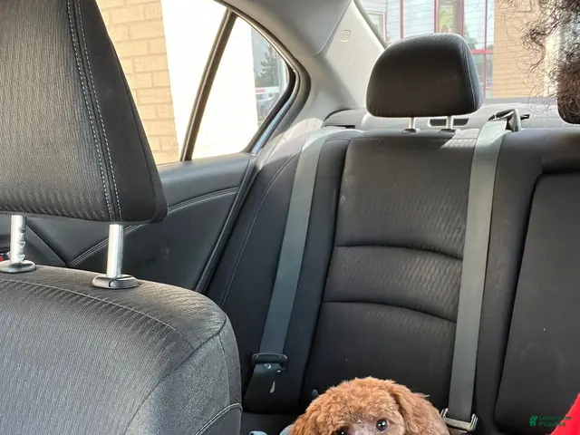 Mini Goldendoodle dogs for sale: Lola - Ad 33