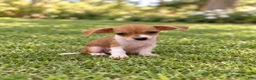 Chihuahua dogs for sale: Maya - Ad 1
