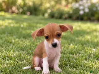 Chihuahua dogs Maya - Ad 22