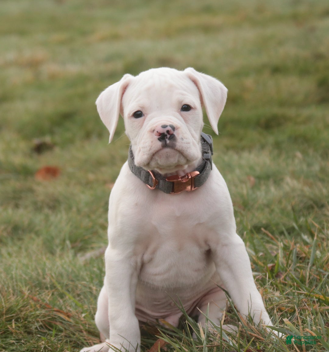 Boxer dogs for sale: Henry - Ad 3