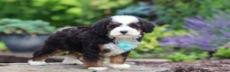 Mini Bernedoodle dogs for sale: Denzel - Ad 5