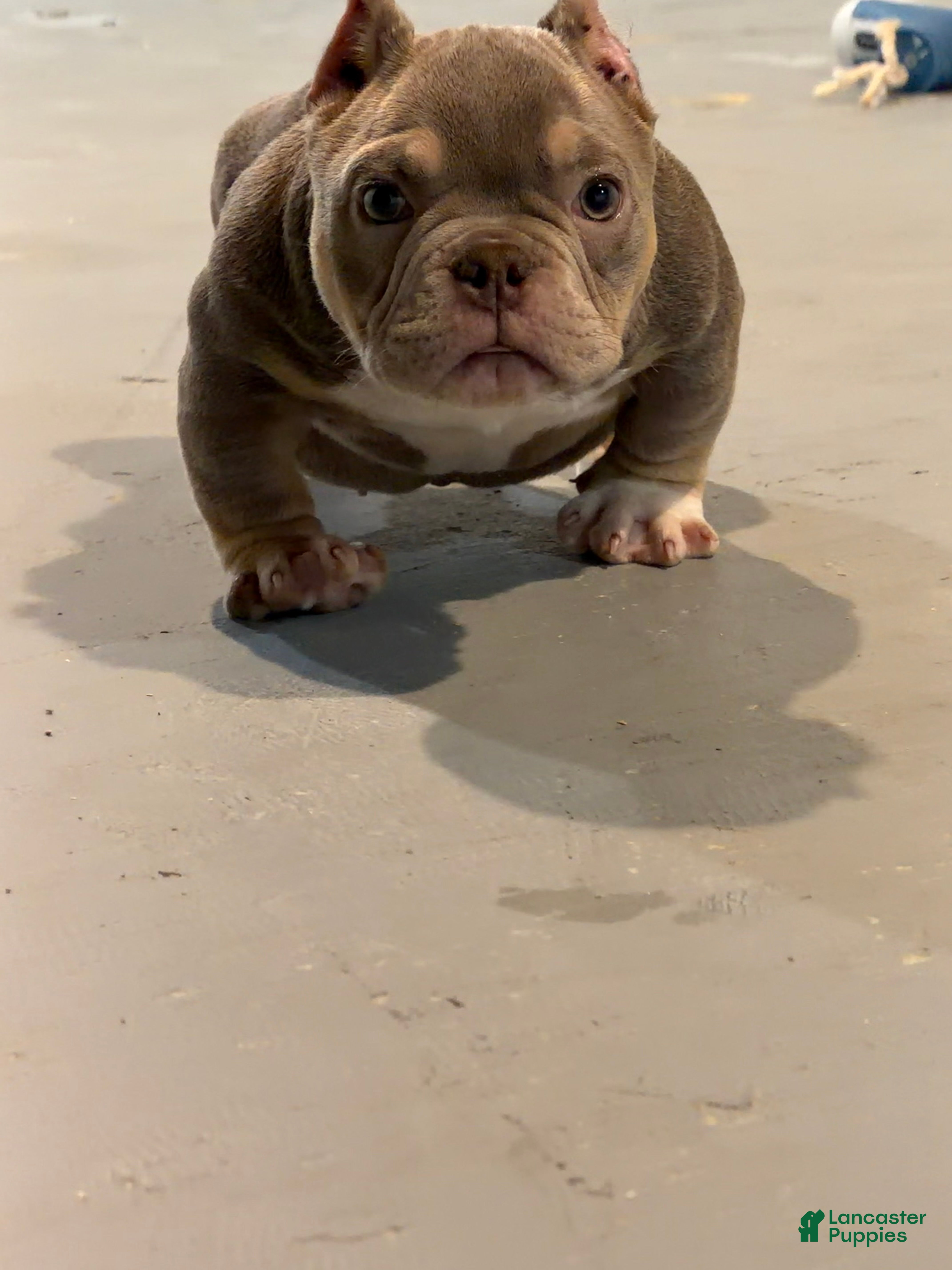 American Bully dogs Sapphire - Ad 1