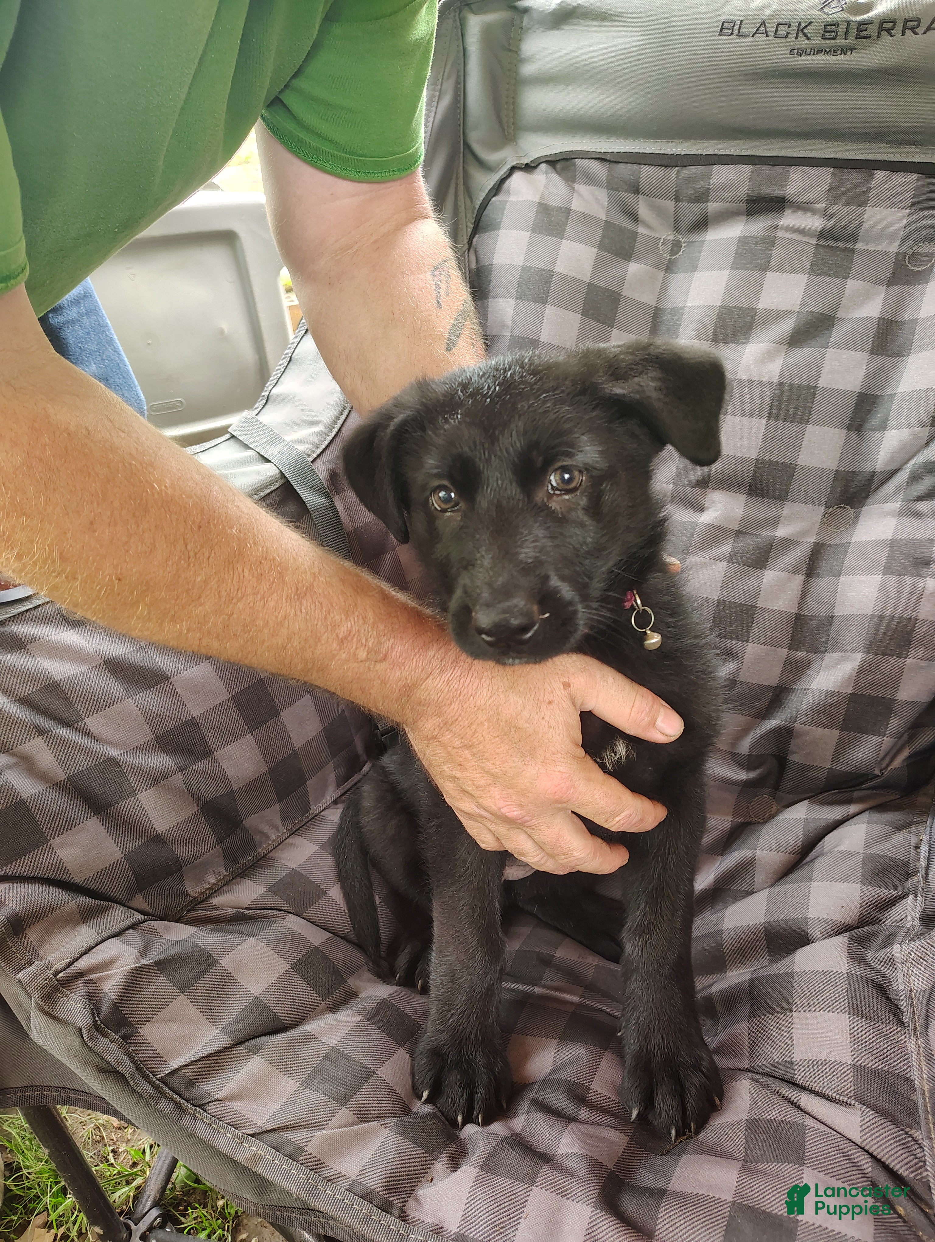 German Shepherd Puppy 3