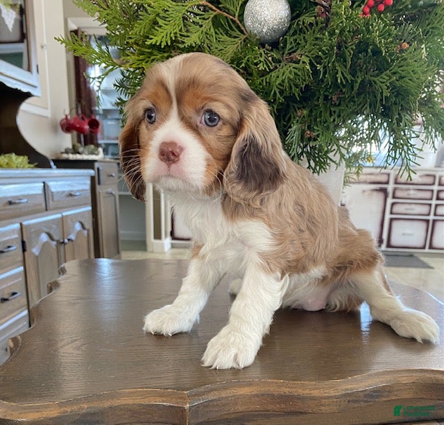 Cavalier King Charles Spaniel dogs Joy- genetic clear parents - Ad 26