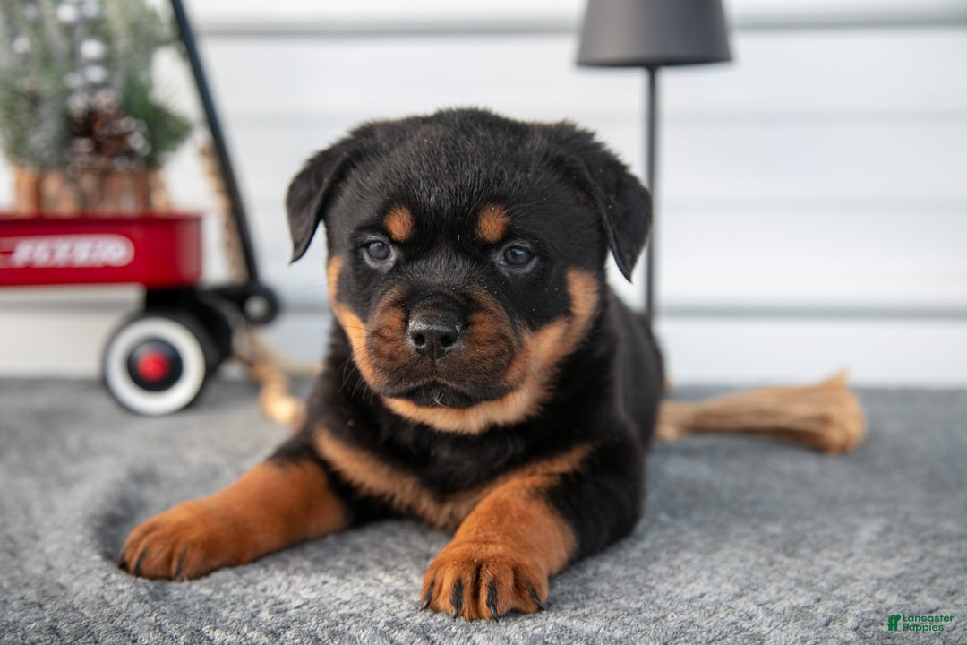 Rottweiler dogs for sale: Hector - Ad 1