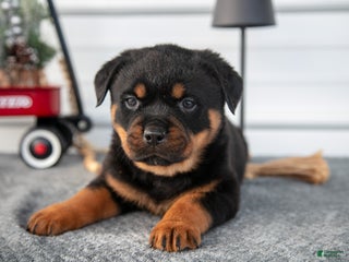 Rottweiler dogs Hector - Ad 42