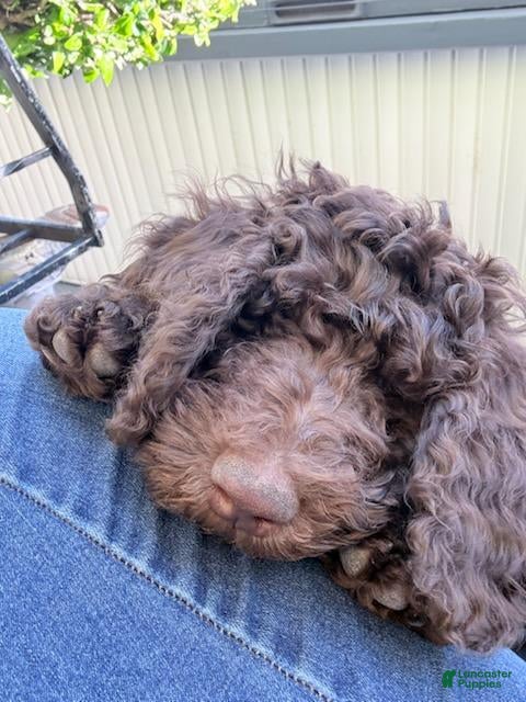 Standard Poodle dogs Standard Poodle Puppy 5 - Ad 1