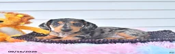 Miniature Dachshund dogs for sale: Ike - Ad 3