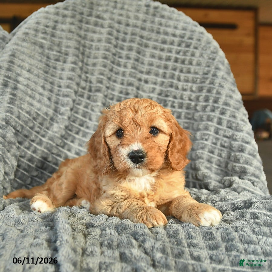 Cavapoo dogs May  - Ad 2