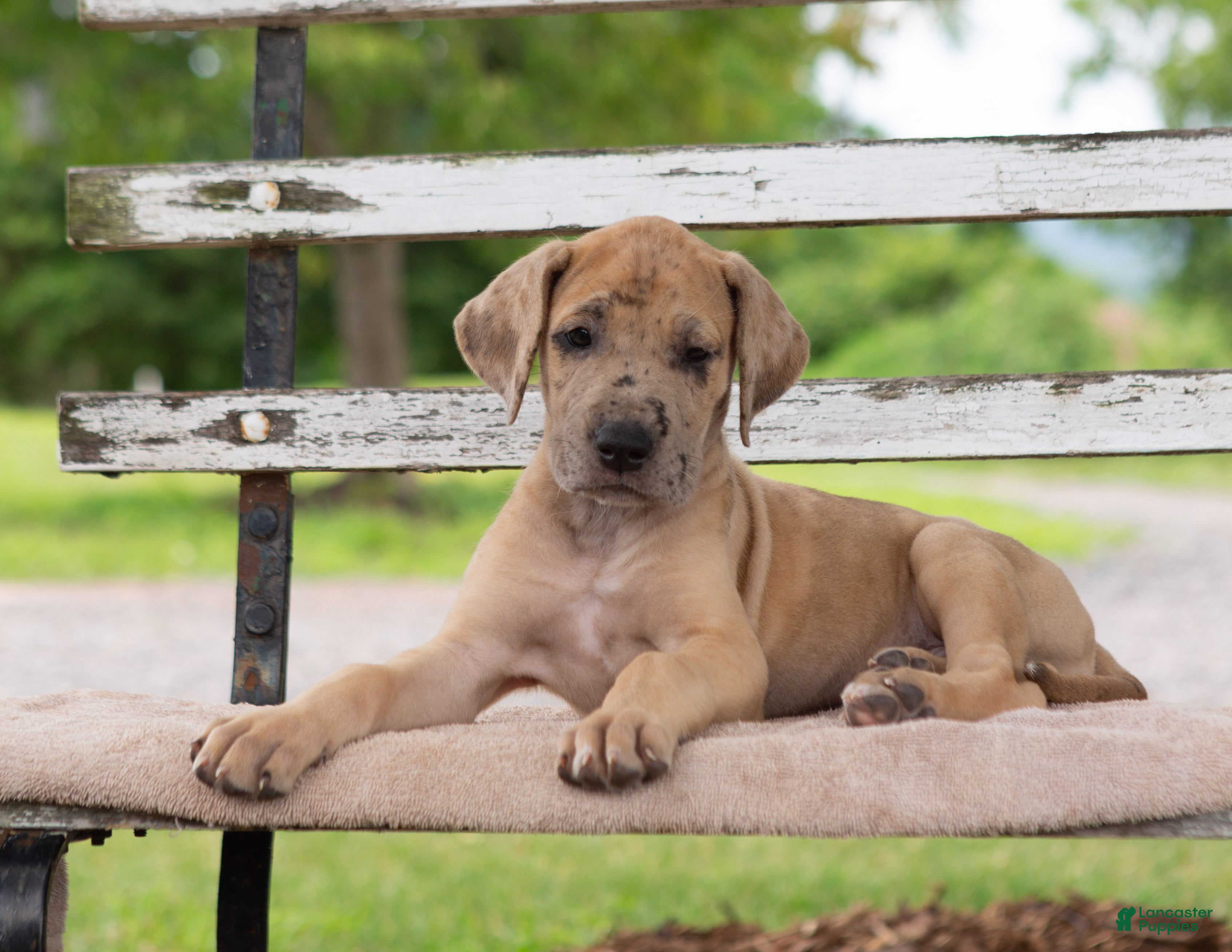 Great Dane dogs Ginger - Ad 1