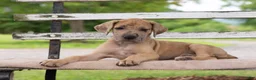 Great Dane dogs for sale: Ginger - Ad 1