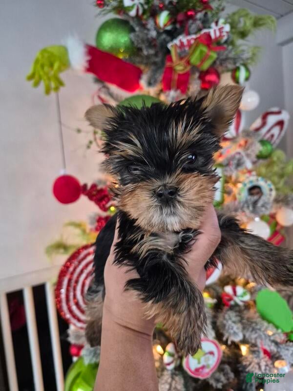 Yorkshire Terrier dogs Yorkshire Terrier Puppy 1 - Ad 5
