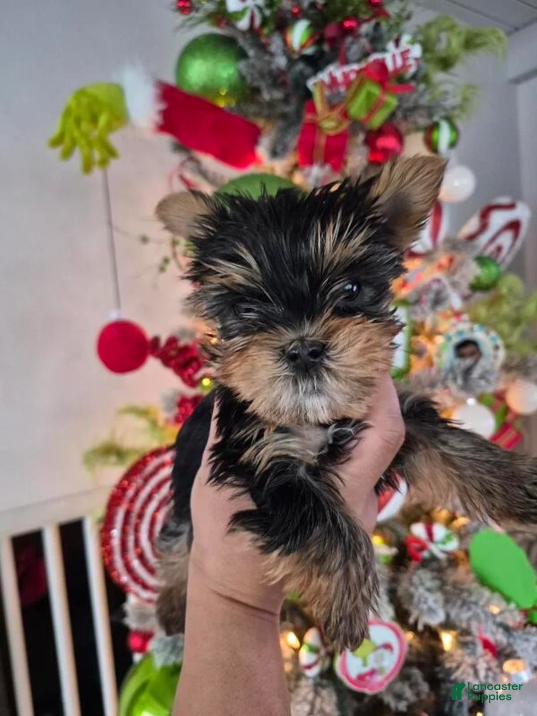 Yorkshire Terrier dogs for sale: Yorkshire Terrier Puppy 1 - Ad 1