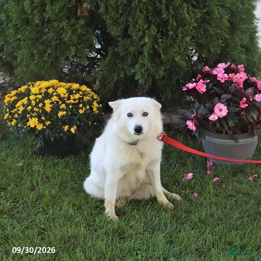 Twinkie (American Eskimo, Male) in Hagerstown, MD